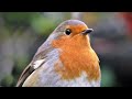 Robin Symbolism and Spiritual Meaning