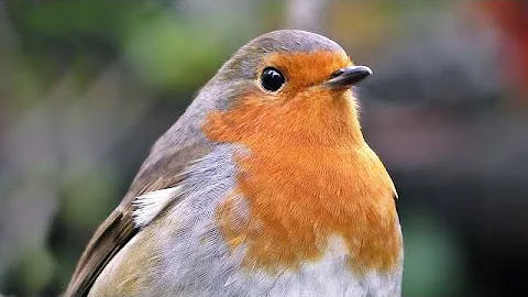 Come si dice in inglese Robin?