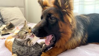 Kitten vs German Shepherd [Funniest Video] by The Fluffiest 20,010 views 3 months ago 2 minutes, 11 seconds