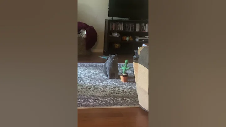 Video 3412001: british shorthair cat dancing, tom british shorthair cat, british shorthair cute cat, shorthair cat britishshorthair