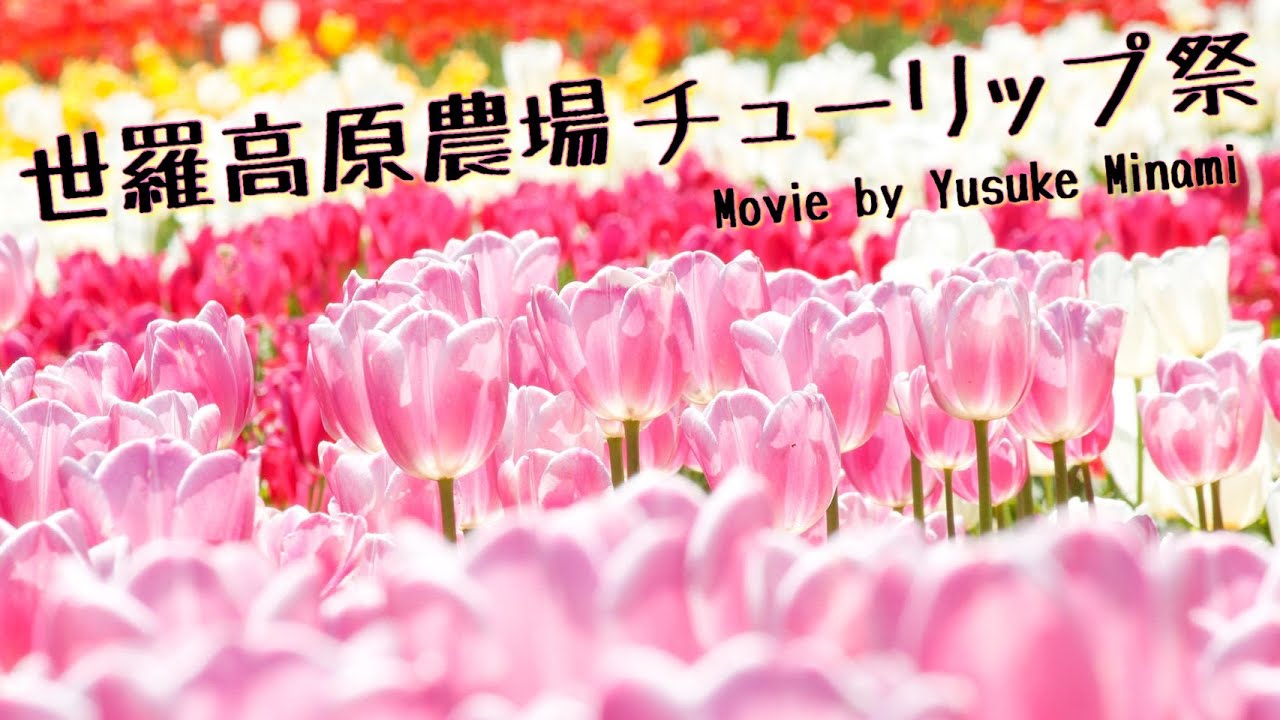 お家でチューリップ祭 日本最大 世羅高原農場に広がる300品種75万本のチューリップ景色が美しい 広島県世羅郡 備後カメラ部 Youtube