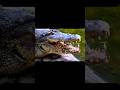 Crocodile Fact #facts #animallife #animals #wildlife #nature #crocodile #shorts #wildanimals #shorts