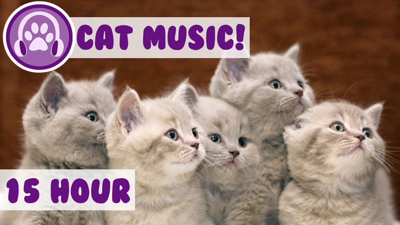 15-hours-cat-music-relax-your-hyperactive-cat-pet-therapy-music