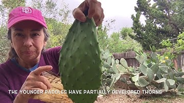 Easily Harvest Nopales Cactus 🌵 Paddles
