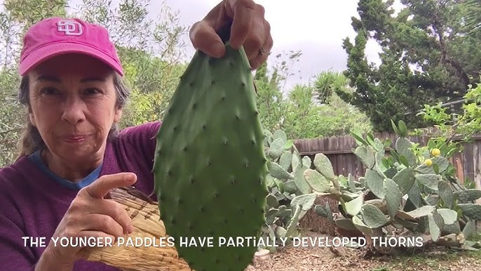 How to Clean Nopales - Como Limpiar Nopales {Video}