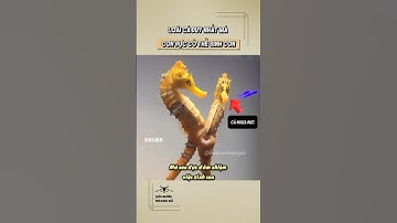 Tại Sao Cá Ngựa Đực Lại Mang Thai Và Sinh Con?