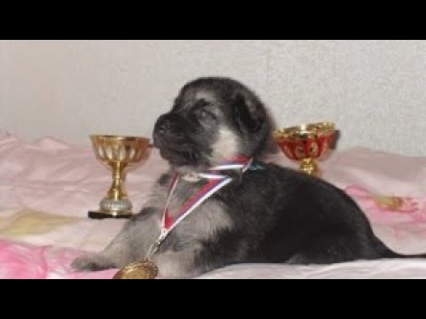 Восточно европейская овчарка. Как воспитать послушную собаку