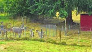 Mini Farm in Vancouver, WA - Just add critters and a bit of TLC!