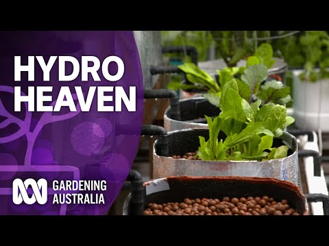 How to create a hydroponic heaven | Wow to | Gardening Australia