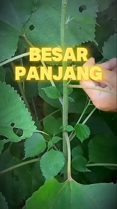Manfaat daun jarak #TanamanJarak #tanamanobat #ObatAlamiPria #KesehatanPria #ManfaatTanamanJarak