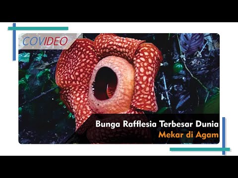  Bunga  Rafflesia  Terbesar  di  Dunia  Mekar di  Agam YouTube