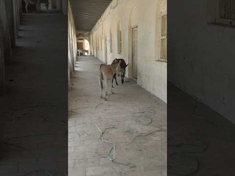 الأتان ترفض الحمار أمام الجميع