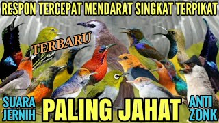 PALING JAHAT!! Suara Pikat Semua Jenis Burung Kecil Liar Paling Ampuh 2024