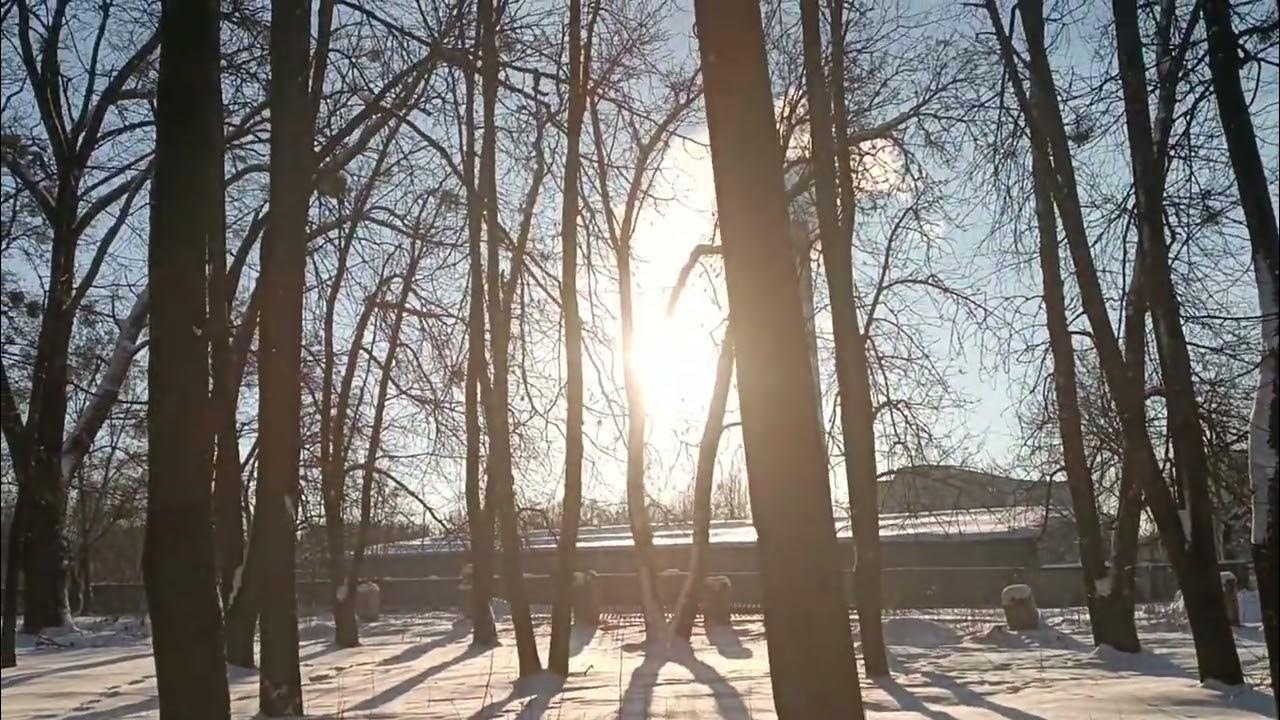 в зимнем парке тополя так грустны. ранняя зима. в зимнем парке тополя так грустны. парк струковский сад самара. зимние аттракционы.