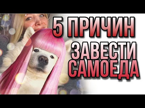 Пять причин завести самоедскую собаку