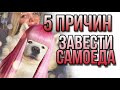 Пять причин завести самоедскую собаку