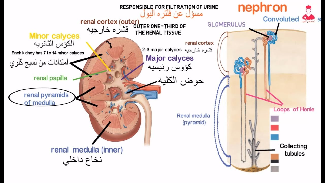 الجهاز البولي || Urinary system
