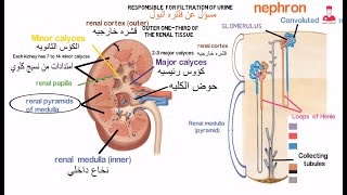 الجهاز البولي || Urinary system