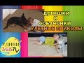 Дети и собаки - улётные приколы смотрите на Удиви365TV