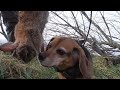 Rabbit Hunting with our Hound Dazy! (Record day)