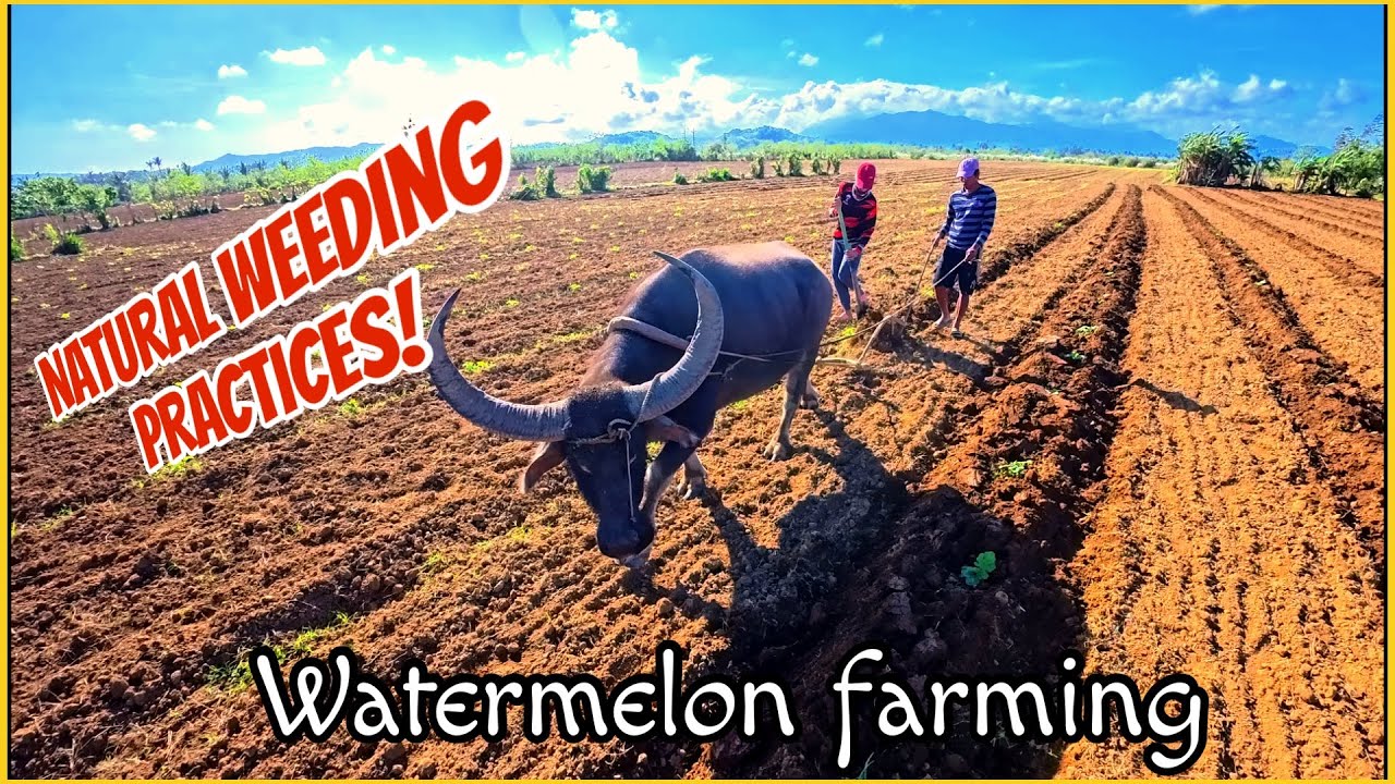 GANITO KAMI MAG ELIMINATE NG DAMO SA PAGITAN NG PAKWAN