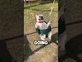 Why French Bulldogs Are the Ultimate Family Pet #bulldog #FrenchBulldog #youtubeshorts #viral