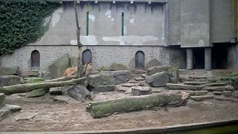 Leeuwen in Artis tijdens etenstijd