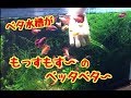 モスのトリミング！【ベタ水槽】