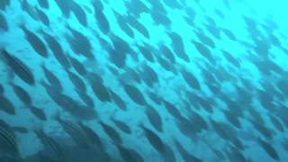 20131013　土肥・小下田　飛島沖＆飛島沖PART2