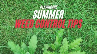 Summer Weed Control | Lawn Care Tips