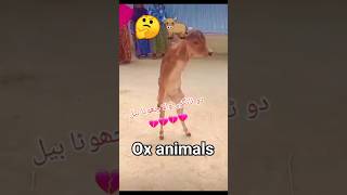 Shortvideoanimalsshortfeedshortsfeedshortsyoutubeshortsviralvideoshortsviral