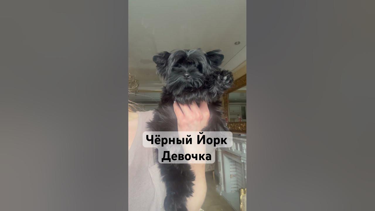 Чёрный Йорк #йорк #йоркширскийтерьер #йоркширский_терьер #собака#щенок ...