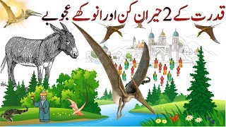 Interesting Facts About 2 Strange Creatures | Facts About Animals | Hayat ul Haiwan