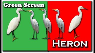Green Screen Heron Part 3 ||Copyright or Royalty Free Videos|| For More Visit Freesource||