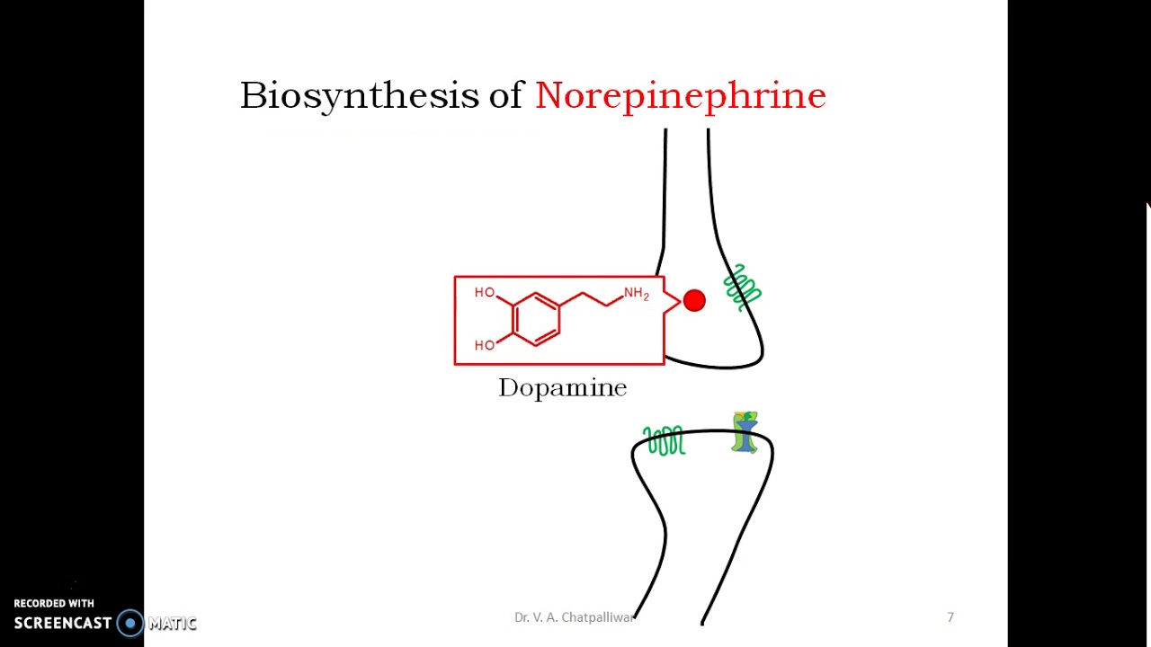 BIosynthesis and Release of Norepinephrine YouTube