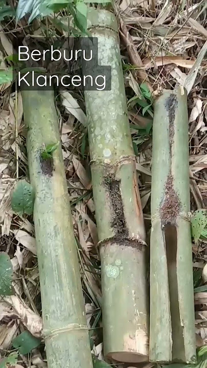 Berburu Lebah Klanceng dihutan. #kelulut #klanceng #stinglessbee