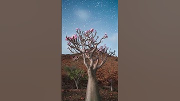 Raw Nature Edits in Lightroom #shorts #lightroom