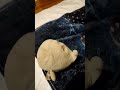 When you're randomly watching tv... #funnymomentsshorts #plush #funny #memes