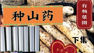 【种植2⃣️8⃣️山药】引导槽种山药，灵！ 五个月就可以收获。