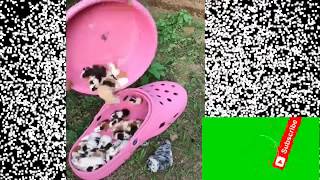 #tamli#tiktok#👌👌#video#&₹$@mani un