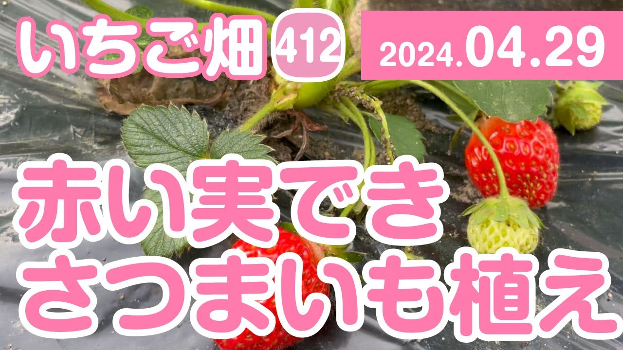 イチゴ畑 いちご畑【412】いちごは赤い実ができ カインズさんのさつまいも植え