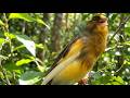 Lindo Som de Canário Amarelo: Canario Belga Cantando Terapia Relaxante Premium HD #treinarcanario