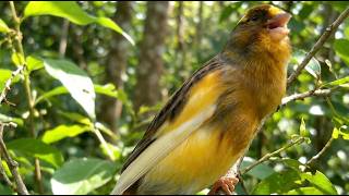 Lindo Som de Canário Amarelo: Canario Belga Cantando Terapia Relaxante Premium HD #treinarcanario