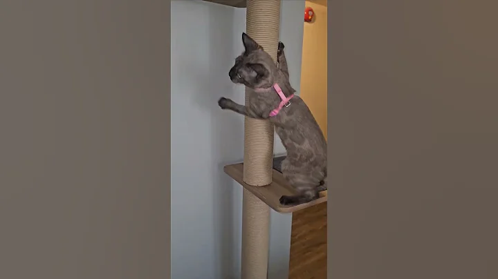 Watch the video about Gorgeous solid mink Bengal! *RARE color*