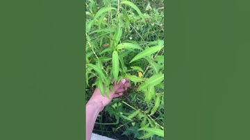 Cây Thuốc Nghể Răm#covenduongvlogs #câythuốcquý #caythuoc #câythuốcnamquí #câythuốcnamquí #garden