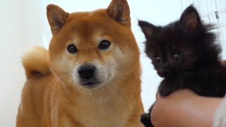 子猫は柴犬ママが来ると慌ててかくれんぼを始めたようです。
