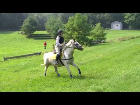 Large Pony FOR SALE - Hercules over a baby trakehner