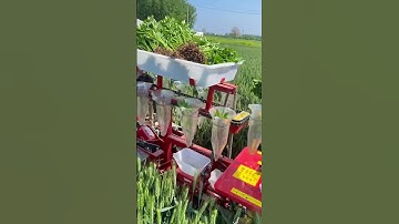 Farmers intercrop peppers in wheat fields, which is a very practical technology