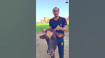دبح العجل في العيد 
