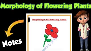 | Morphology of Flowering Plants |Best Handwritten Notes |Class 11| Biology | Ch-5 | @Edustudy point